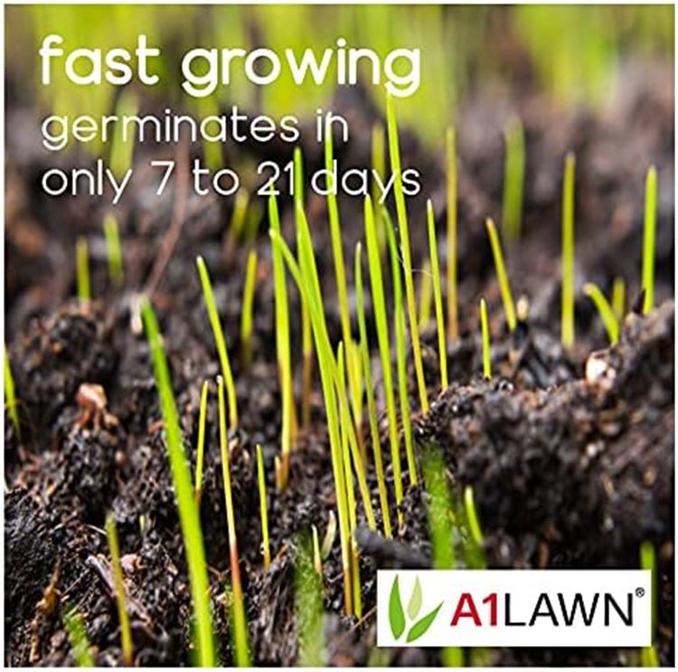 A1 Sports - Football Grass Seed 5KG